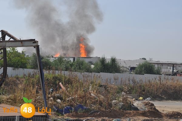 fireludkartoonmasna34 (57).JPG